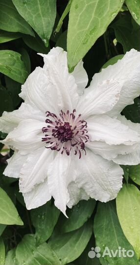 Клематис саженец куст