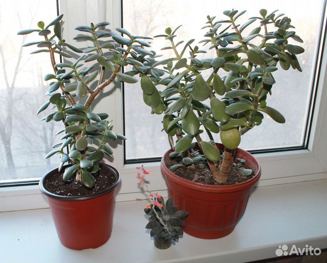 Суккуленты разные, подарочные наборы