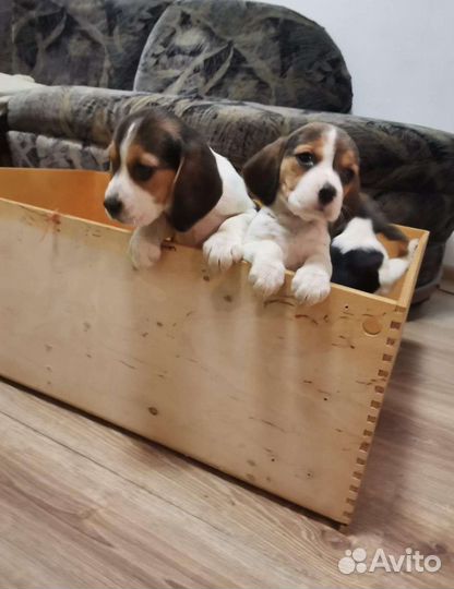 Бигль Щенки