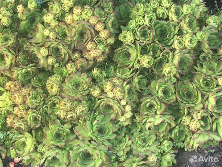 Молодило (Каменная Роза)