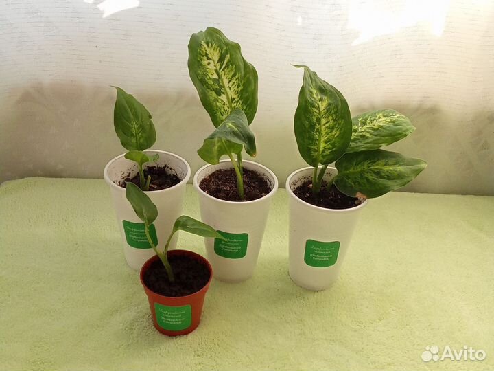 Диффенбахия компакта