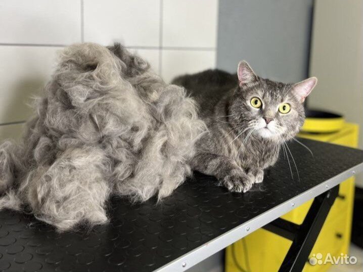 Стрижка кошек