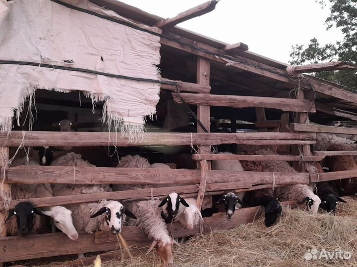 Овцы бараны