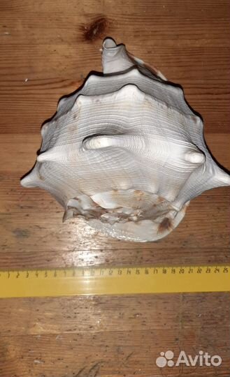 Ракушка морская большая 25Х22 см сувенир