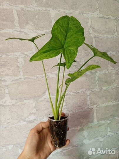 Сингониум Моттлед