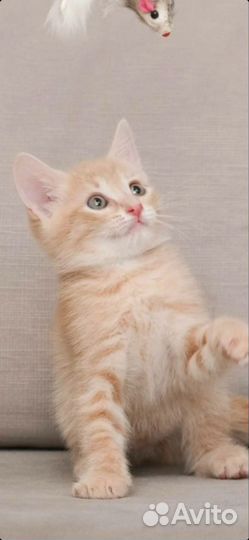 Котята из приюта