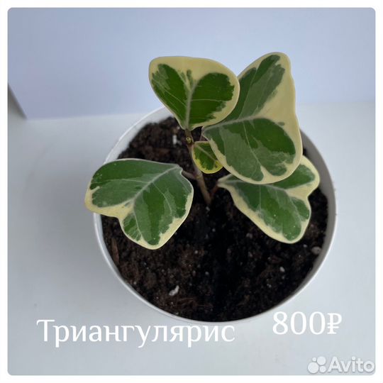 Фикус триангулярис