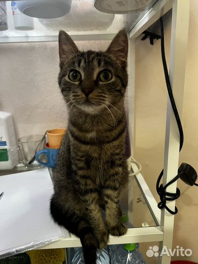 Котенок