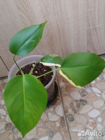 Монстера Yellow Variegated