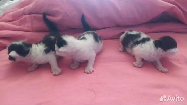 Котята в добрые руки бесплатно