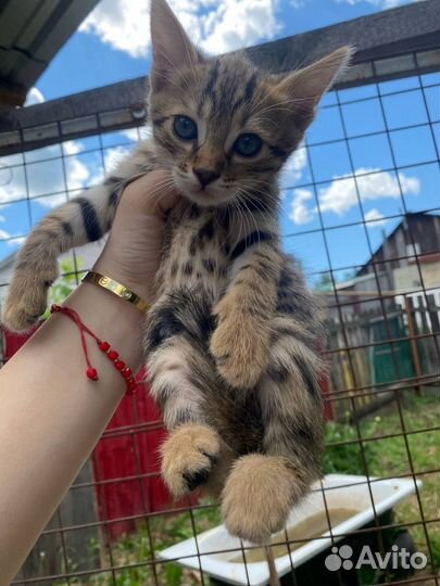 Бенгальские котята