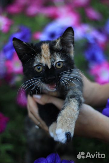 Кошка в дар