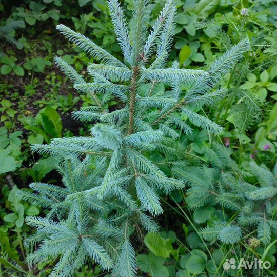 Саженцы ель голубая