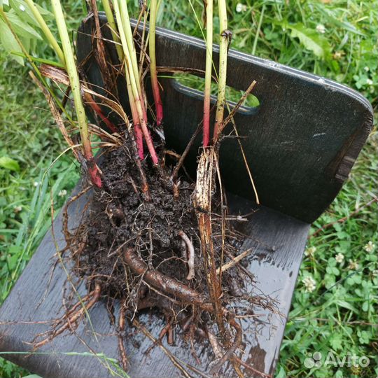 Пионы саженец