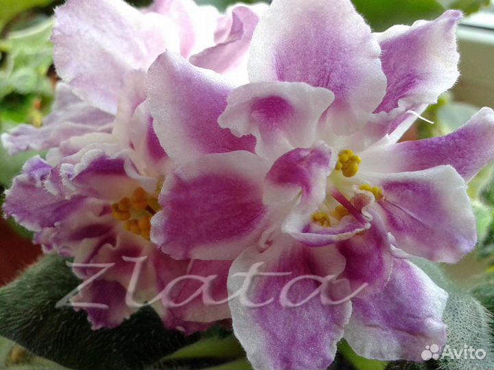 Цветы. Сенполии (фиалки)