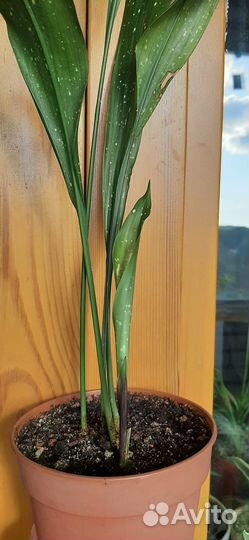 Аспидистра Милки Вэй