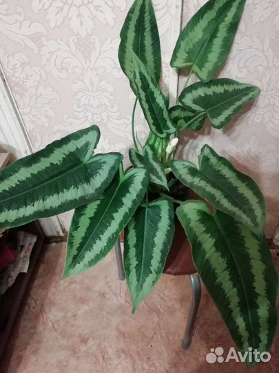 Шизматоглоттис