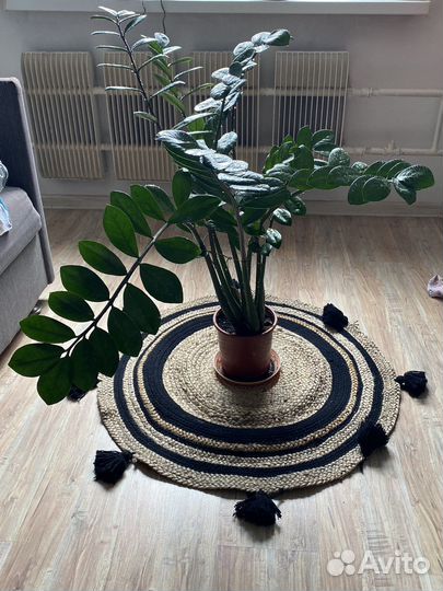 Замиокулькас