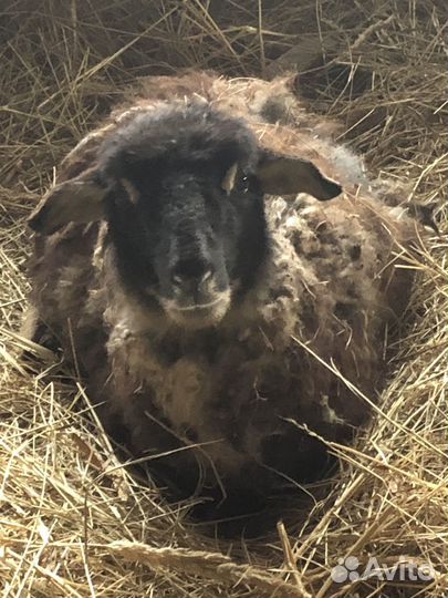 Барашки. Овцы. Ягнята. Бараны