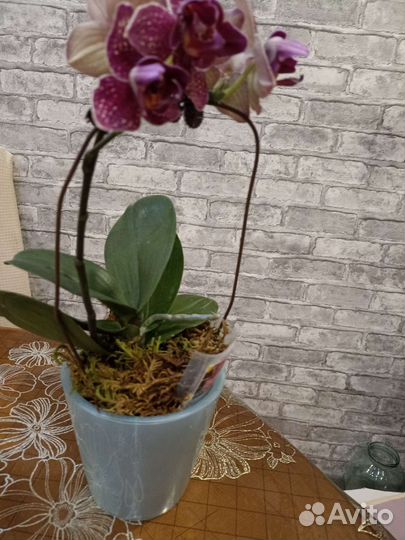 Орхидея фаленопсис пелорик