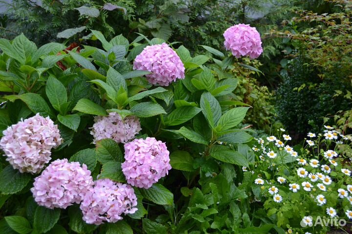 Гортенция крупнолистная