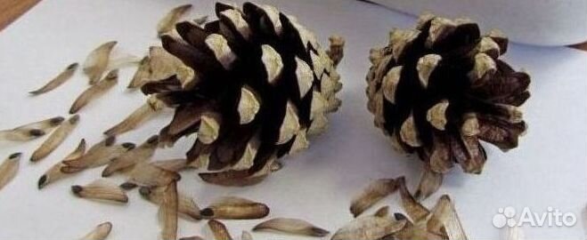 Семена лиственницы от производителя