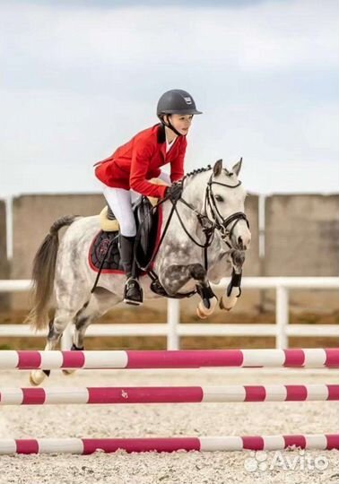 Продам уэльскую пони кобылу