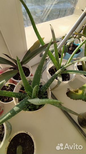 Алоэ лечебный