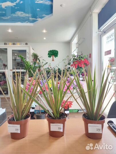 Драцена маргината с Доставкой пальма