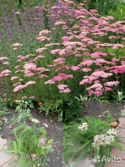 Тысячелистник