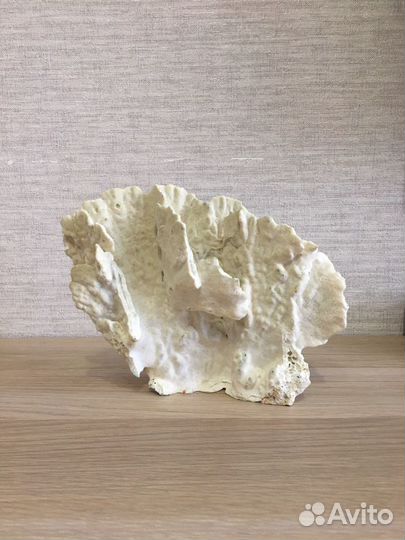 Натуральный белый коралл для аквариума