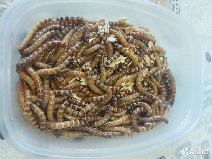 Зоофобус, зоофобас