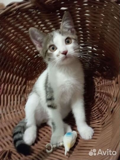 Котик в добрые руки, бесплатно