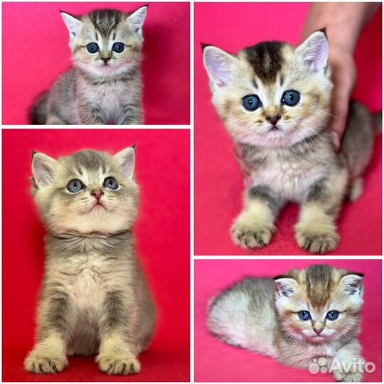 Котята британская шиншилла