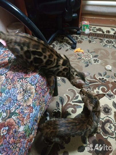 Бенгальский котёнк