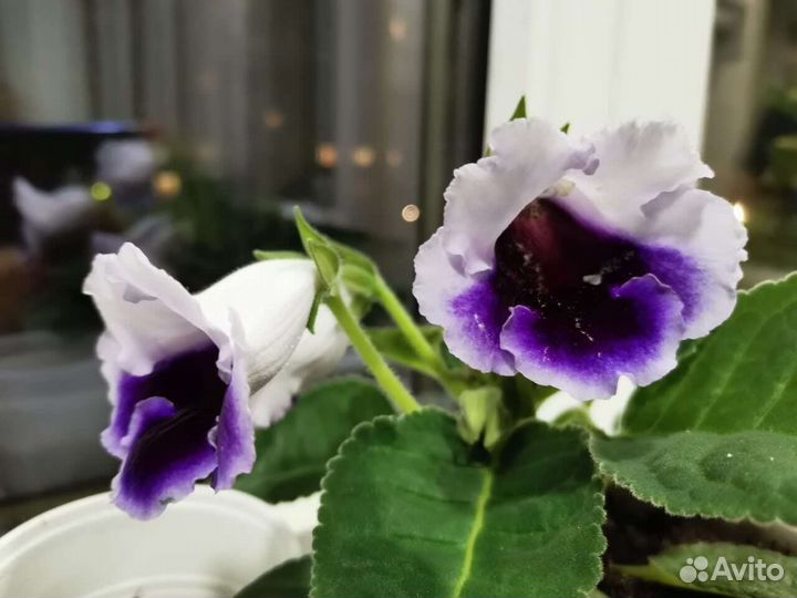 Цветы глоксиния