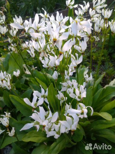 Додекатеон средний белый