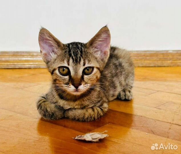 Котята ищут семью