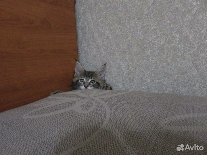 Котята мейн-кун