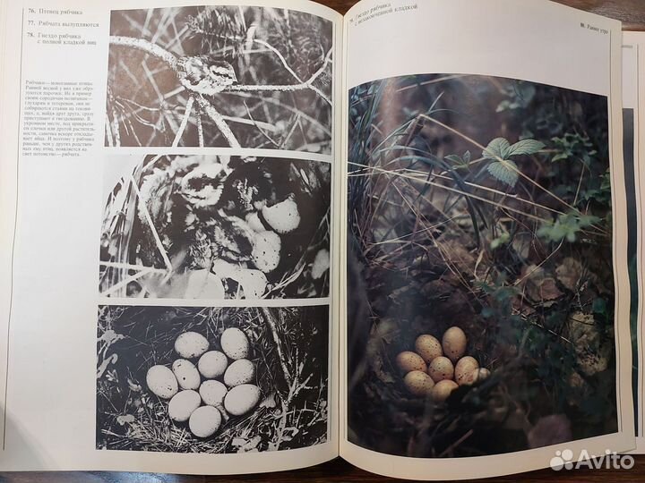 Книга птицы мира