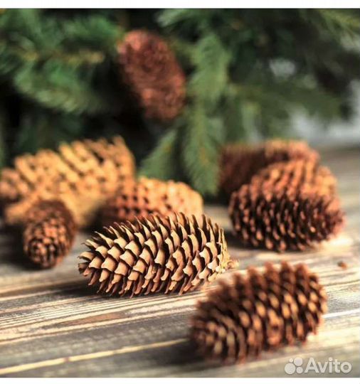 Шишки еловые. Природный материал для творчества