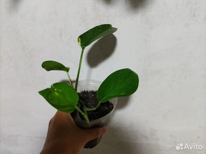 Сциндапсус