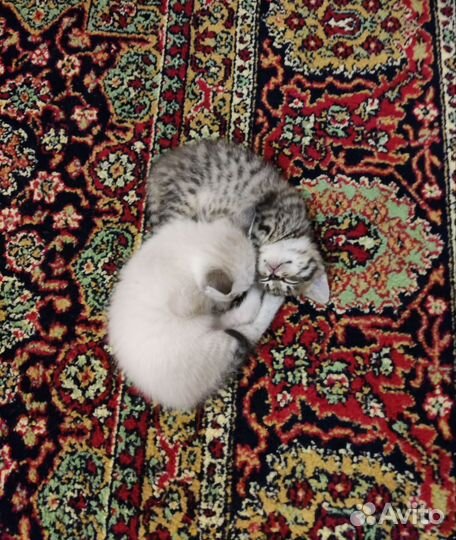 Британские котята