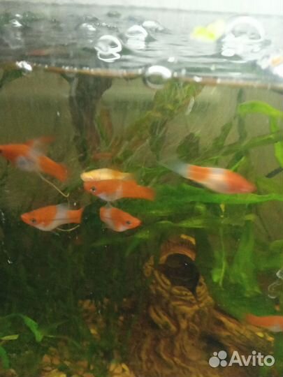 Меченосцы, барбусы, пецилии, растения