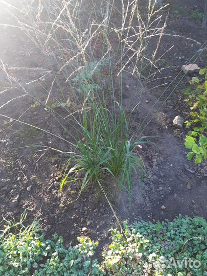 Ирисы бородатые, молиния