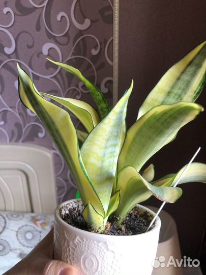 Сансевиерия Асахи
