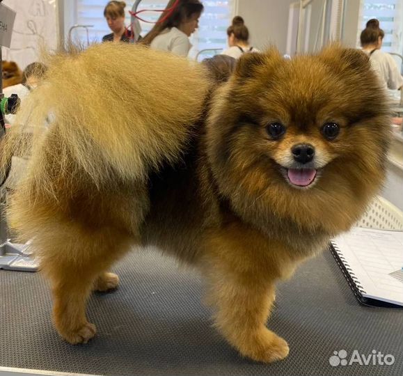 Груминг, стрижка собак и кошек, экспресс-линька