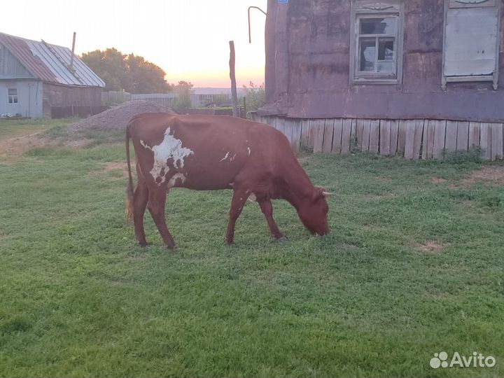 Корова дойная