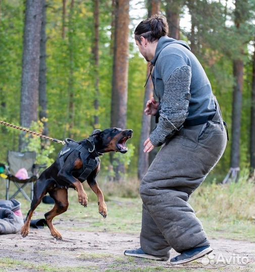 Дрессировка и обучение собак кинолог