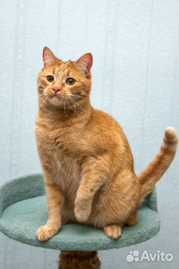 Европейская кошка